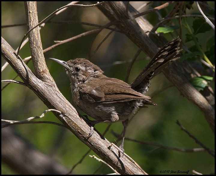 _0SB3844 house wren.jpg